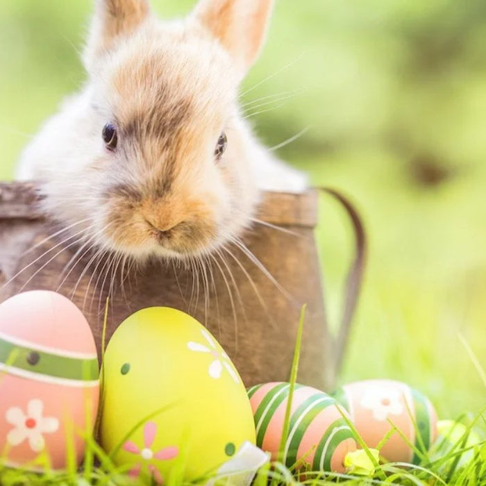 15 Easter Bunny Mascots that Resemble Furries - The Costume Shop